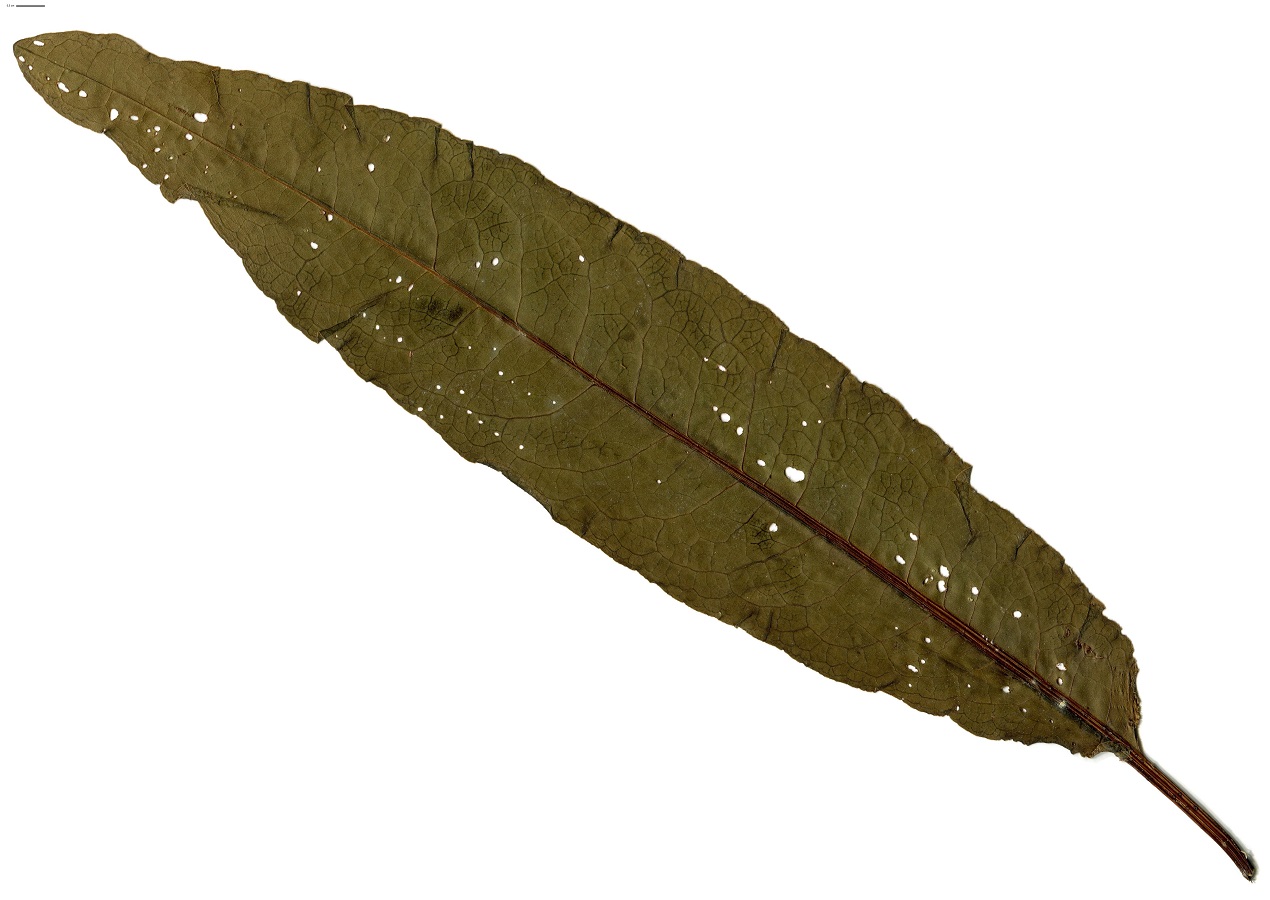 Rumex x pratensis (Polygonaceae)